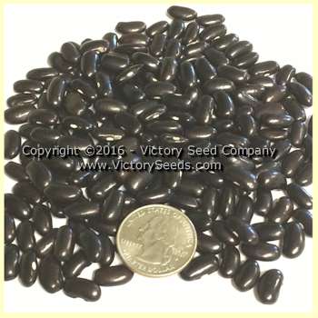 Cherokee Trail of Tears (Cherokee Black) Pole Green Bean - Heirloom, Open-Pollinated, non-Hybrid Victory Seeds® – Victory Seed Company