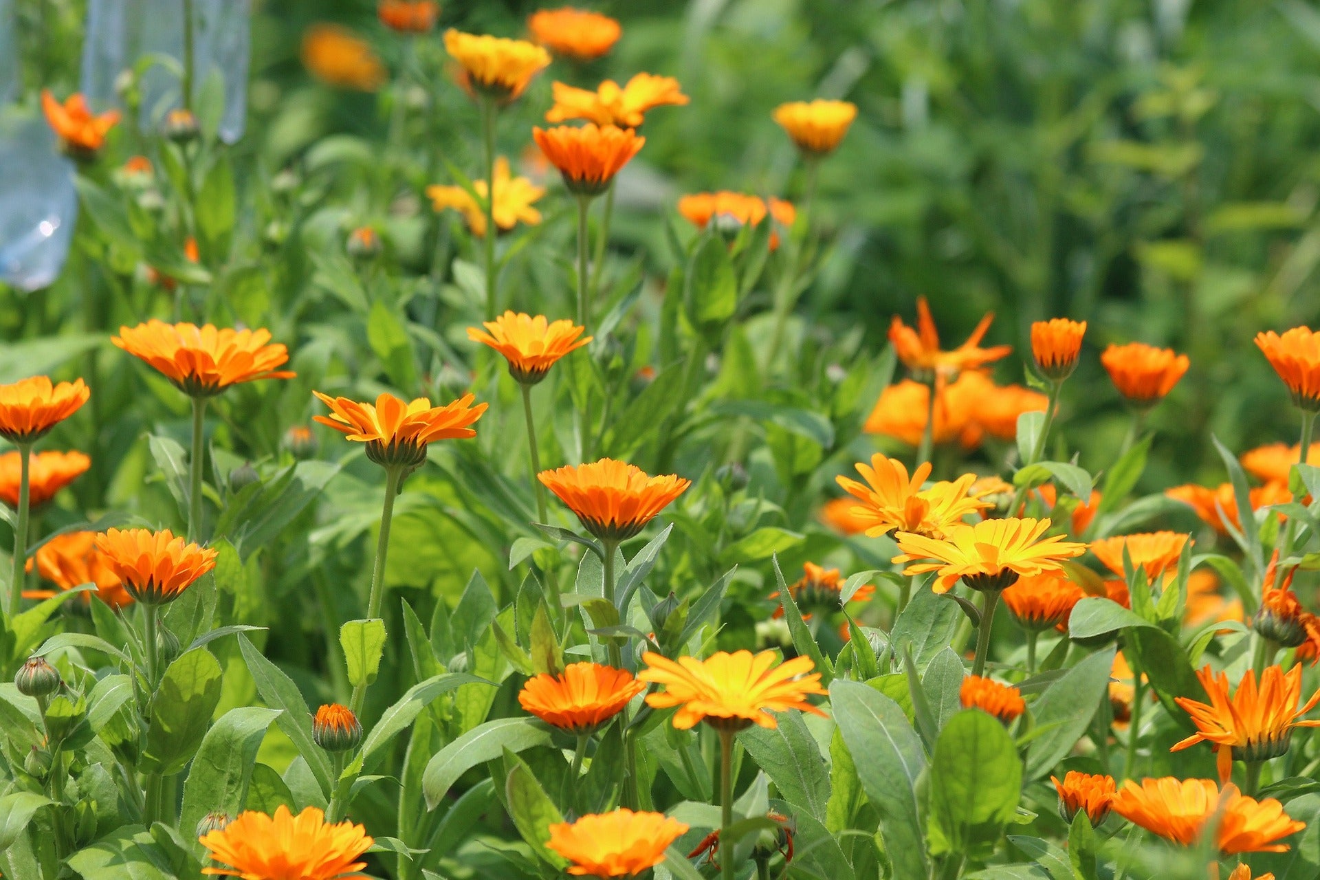 Calendula (Pot Marigold) - Calendula officinalis from Victory Seeds® –  Victory Seed Company