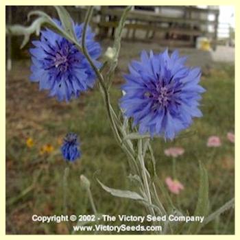 Calendula (Pot Marigold) - Victory Seeds® – Victory Seed Company