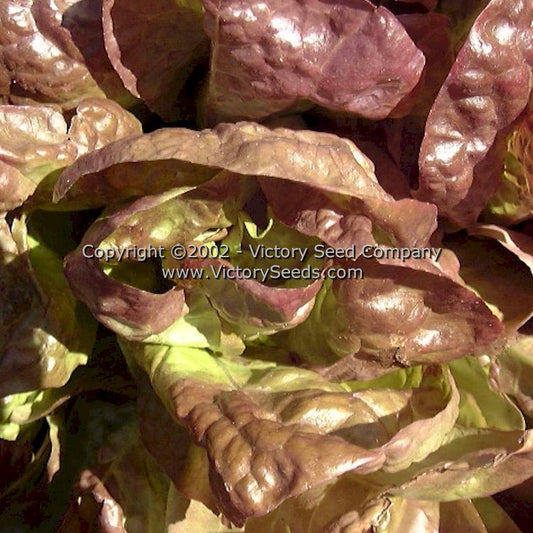 Lettuce - Little Gem Seeds – Sandia Seed Company
