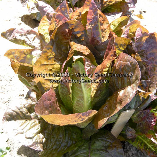 Lettuce - Little Gem Seeds – Sandia Seed Company