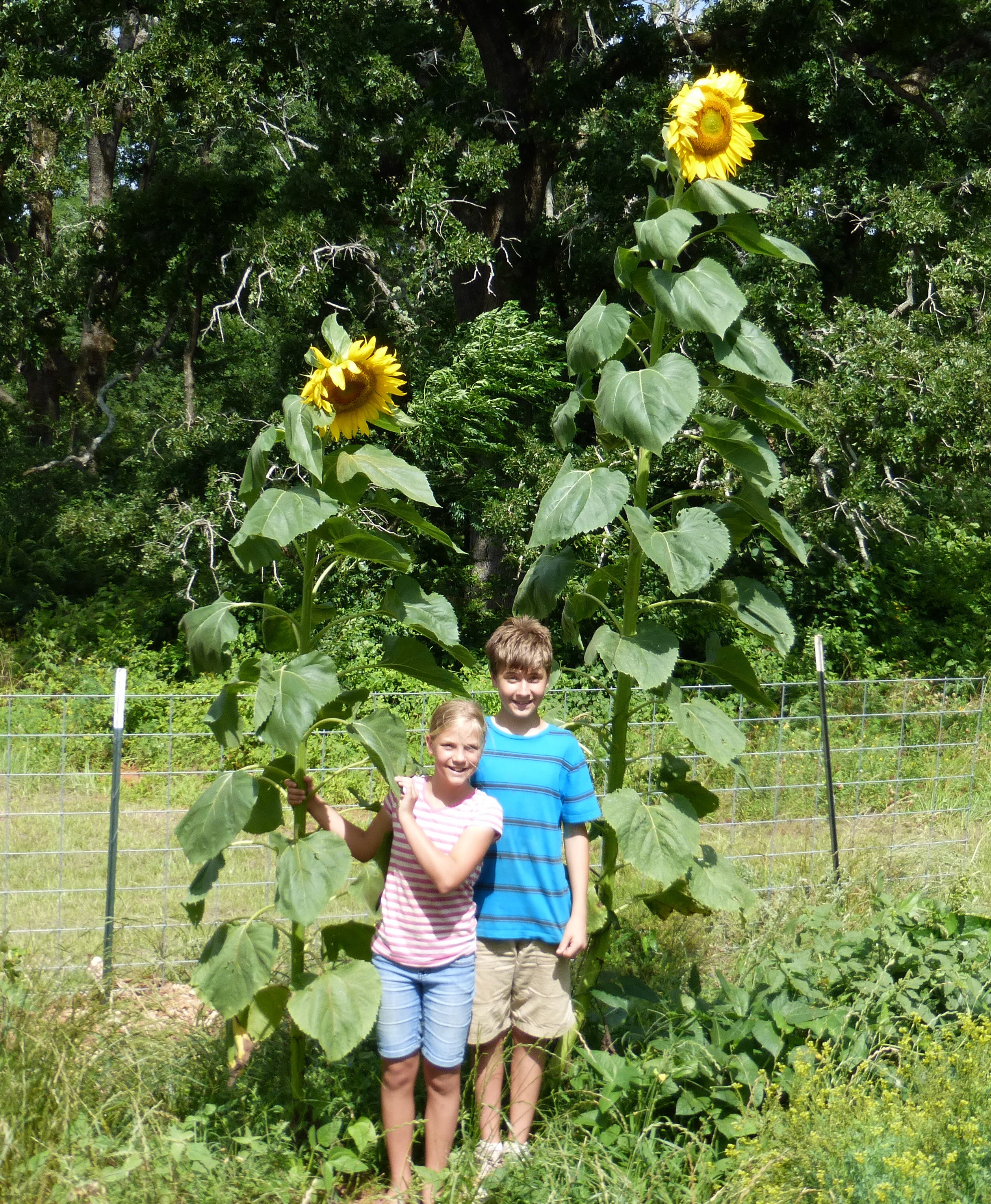 Image of Giant Grey Stripe sunflower