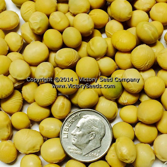 Envy Soybean (75 Days) – Pinetree Garden Seeds