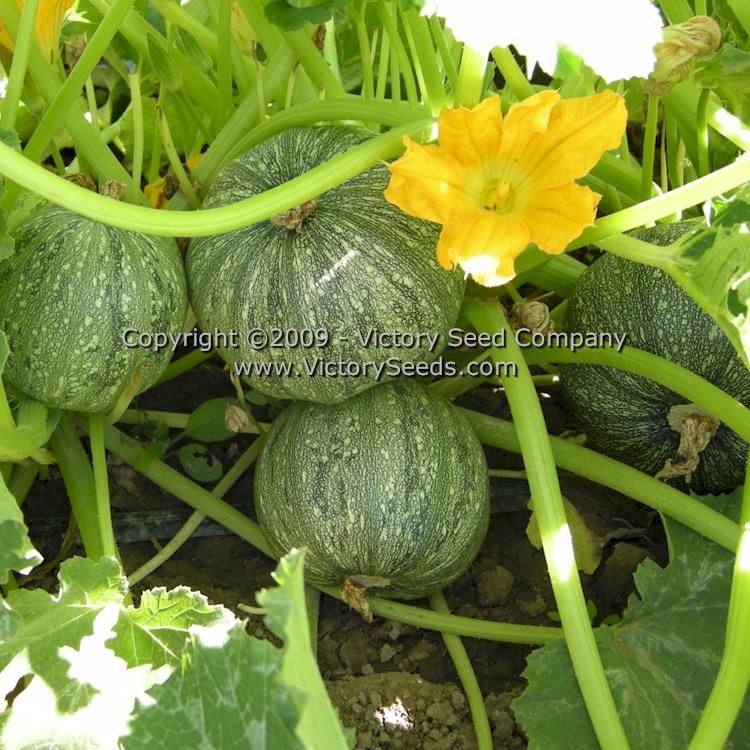 Round Zucchini Summer Squash - Heirloom, Open-Pollinated, non-Hybrid Seeds® Victory Seed Company