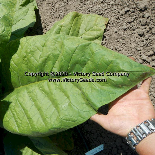 Virginia Bright Leaf, Tobacco Seed