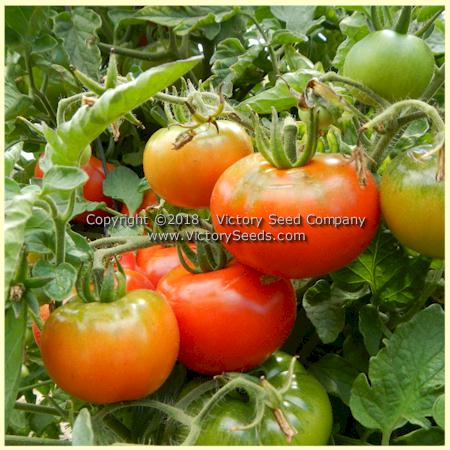 Red Brandywine Large Juicy Slicer TOMATO 3.5 cup