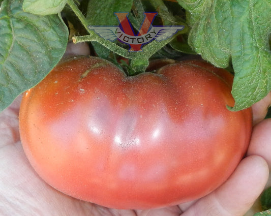 Brandywine Pink Tomato- Organic – Greta's Family Gardens