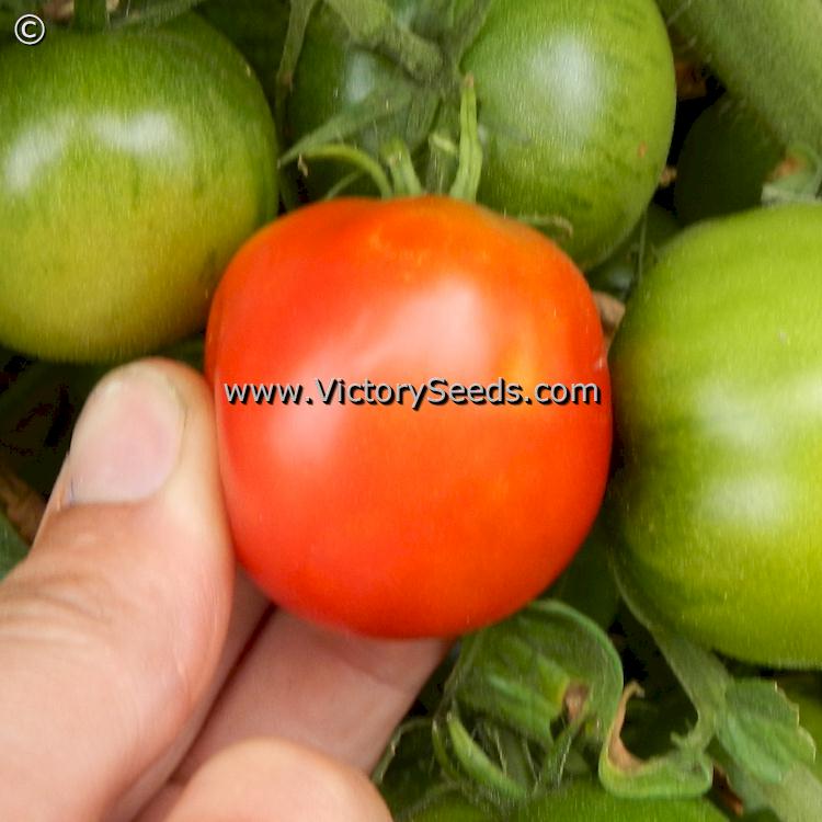 'Iditarod Red' tomatoes.
