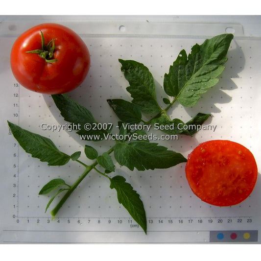 Tomato 'Oregon Star