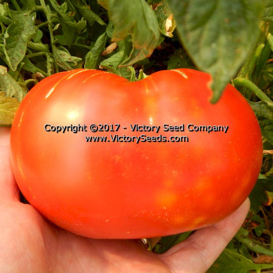 Certified Organic Brandywine Pink (Sudduth's Strain) Grafted Tomato Plant -  Heirloom Haven