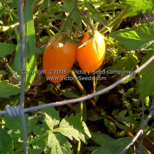 TOMATO -'BANANA LEGS'  Seeds, Vegetable Seed, Tomato