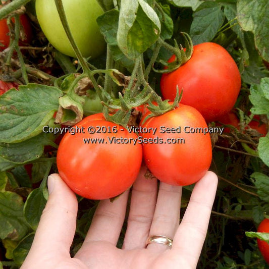 Patriot Seeds Heirloom Conventional Pepper: Hot - Habanero (.25g)