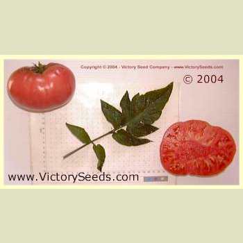 Aunt Gladys Tomato - Victory Seeds® – Victory Seed Company