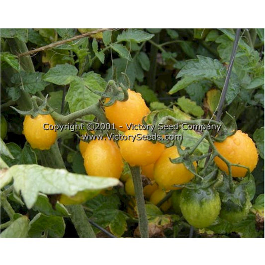 Brandywine, Yellow - Tomato - Victory Seeds® – Victory Seed Company