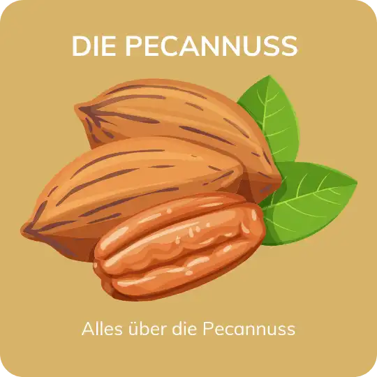 Pecannuss Illustration