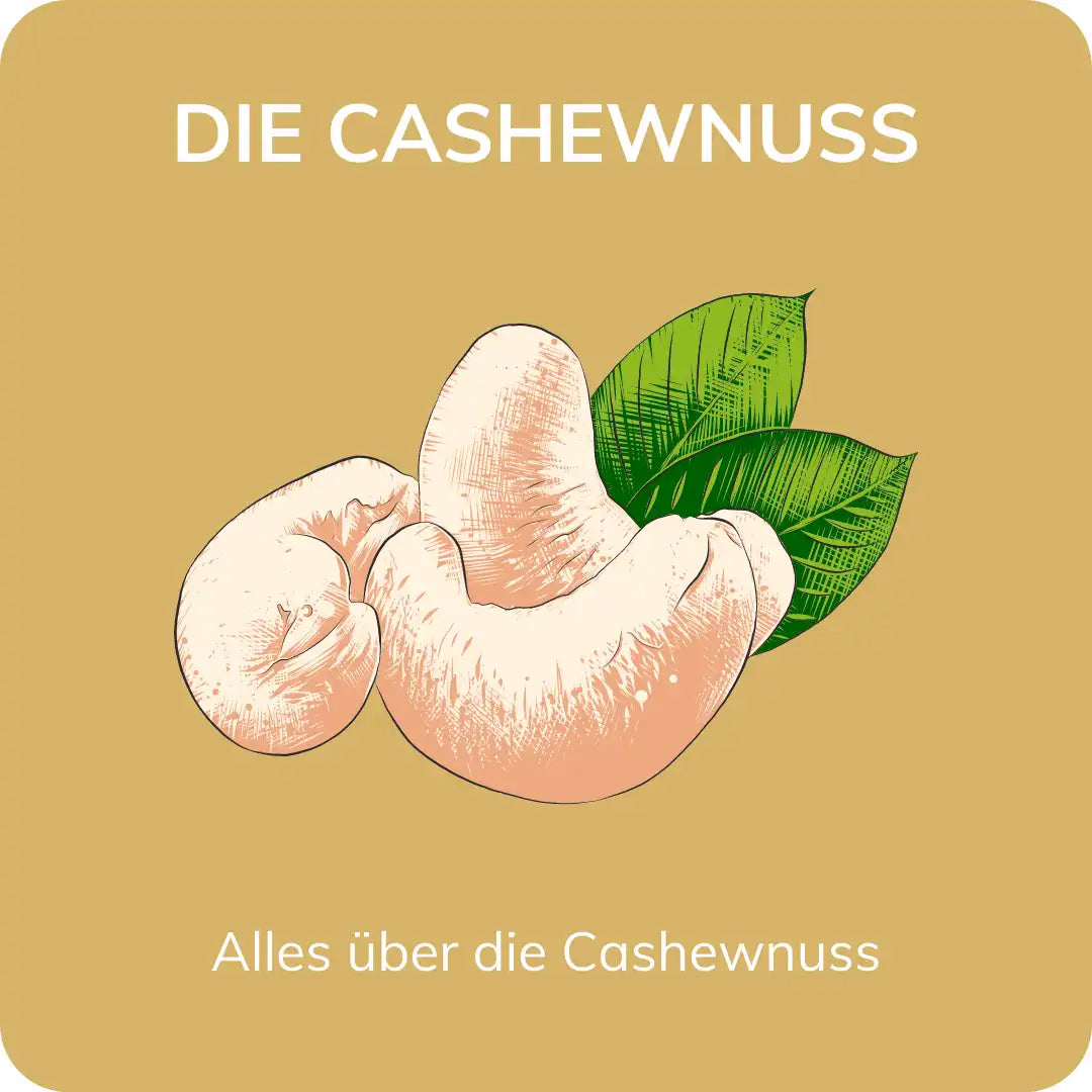 Illustration einer Cashewnuss