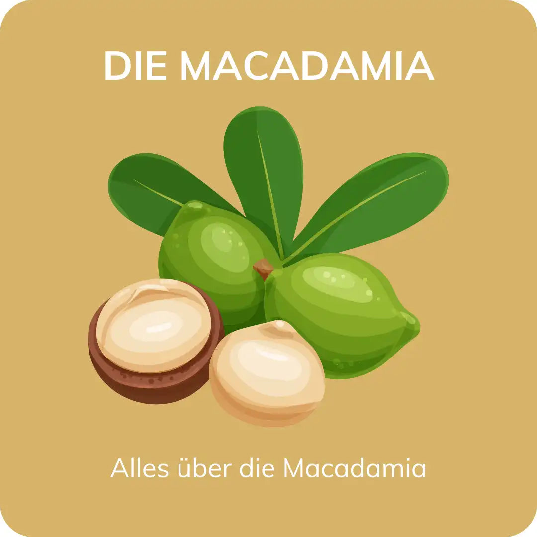 Illustration einer Macadamia