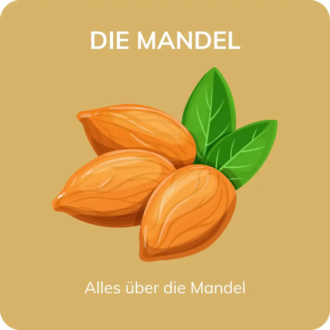 Illustration einer Mandel