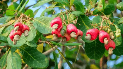 Cashewfrüche am Cashewbaum