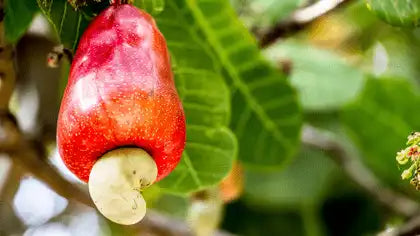 Eine Cashewnuss wächst ein der Cashewfrucht