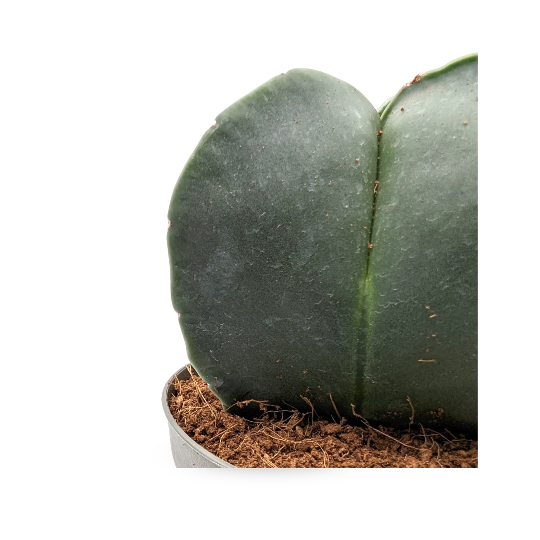 astrophytum-myriostigma-fossil-cactus