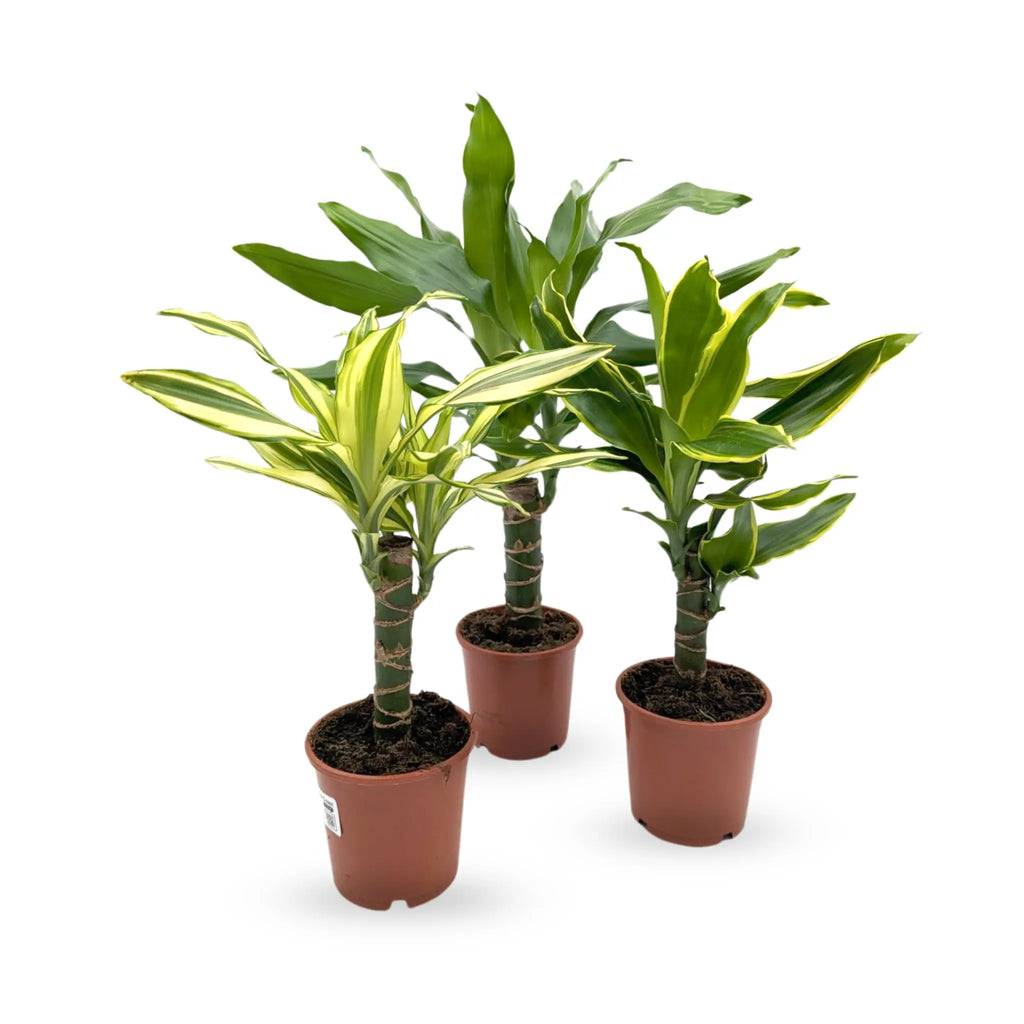 Dracaena fragrans