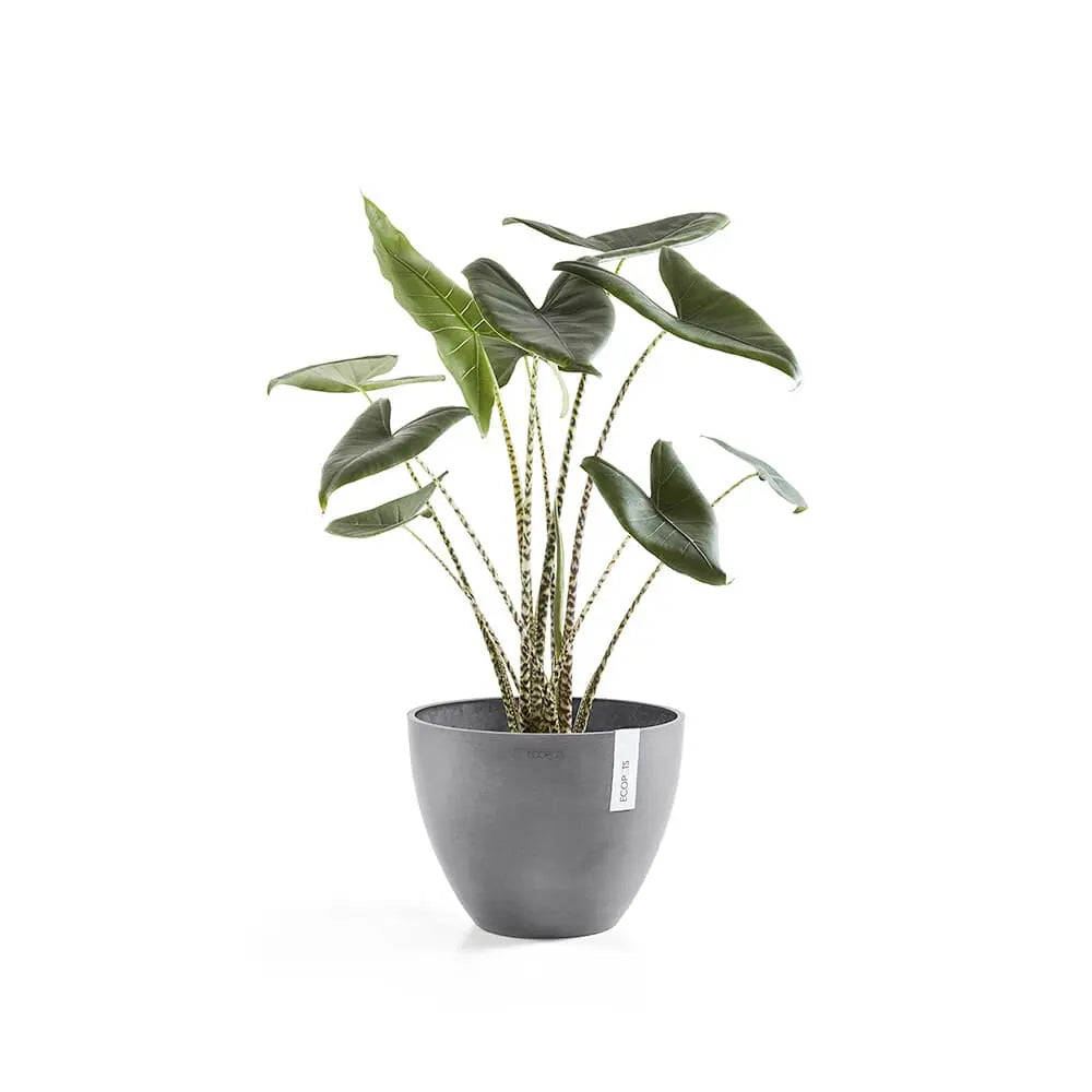 - Plant Leaf Smart Ecopots Pot Culture Venice - Grey