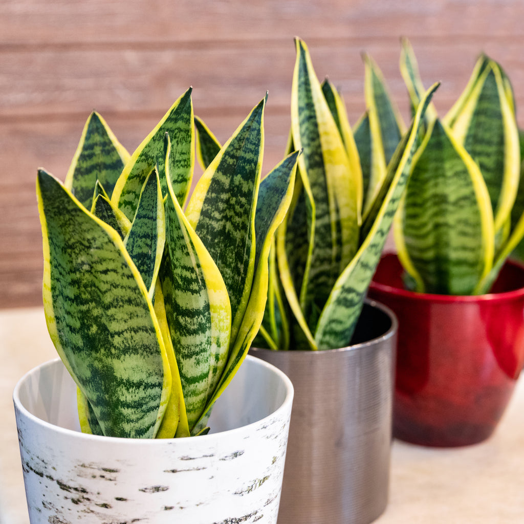 smaller sansevieria snake plants