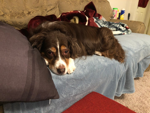 A brown tri-color Aussie mix lays on a blue blanket on a beige couch.