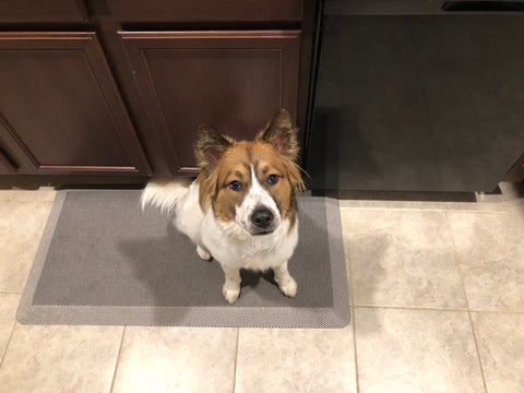 A white and brown fluffy dog sits on a gray mat in a kitchen.