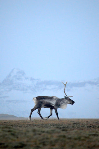 Winter Reindeer Iceland Dóttir Experiences
