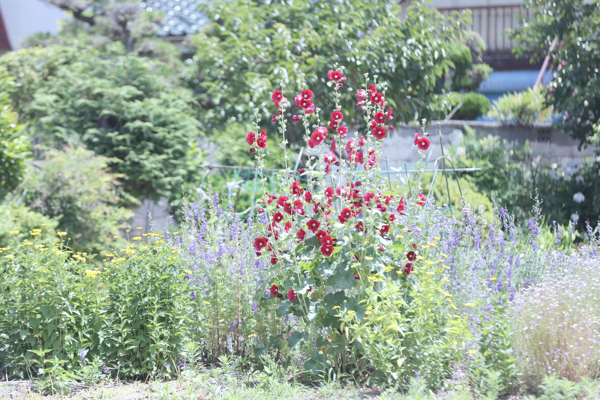 会社の前の花壇