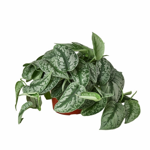 Scindapsus Pictus ‘Exotica’