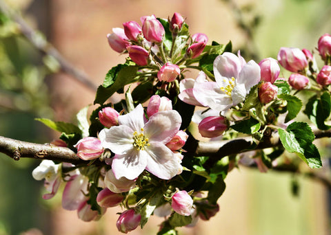 Element Magazin - Blütenpracht Apfelbaum, Foto von Rainer Rausch