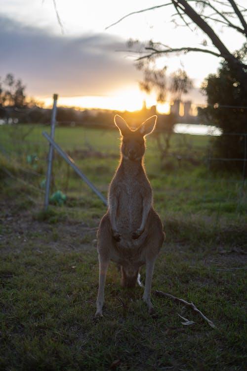 Australian kangaroo in the Sunset
