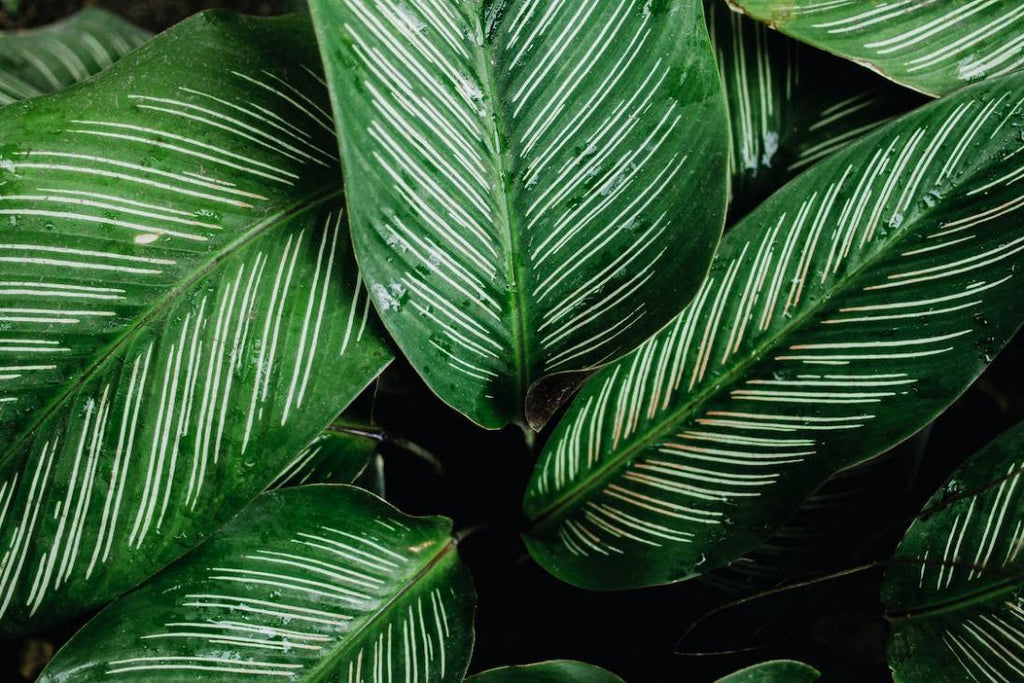 close-up green leaves