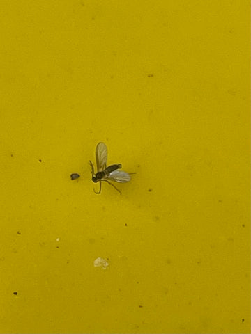 FUNGUS GNATS – Jordan's Jungle