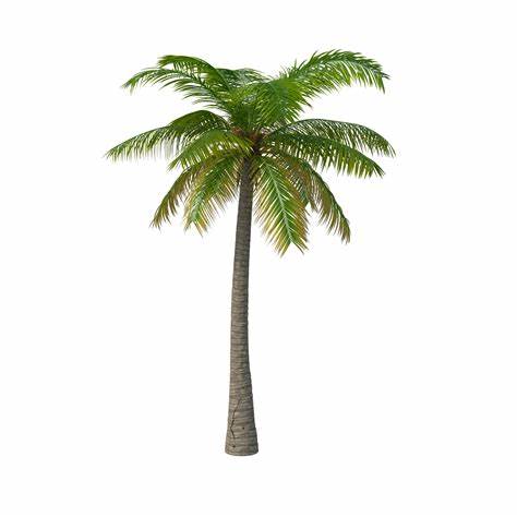 Palm Trees png download - 1630*2000 - Free Transparent Cactus And