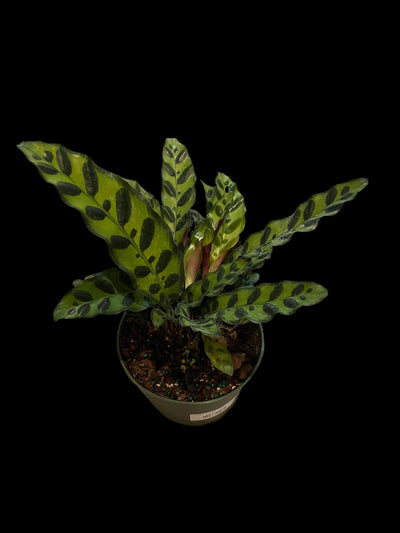 Calathea orbifolia - Pépinière Locas