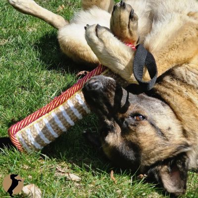 chien tortue. mon bébé