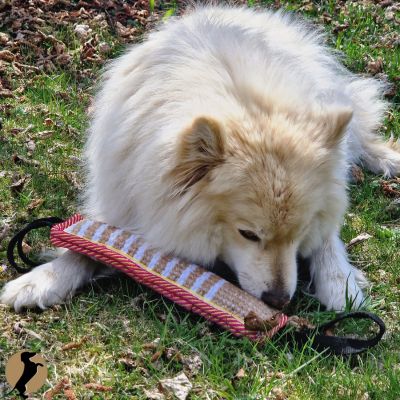 espèce menacée. chien finnois de Laponie