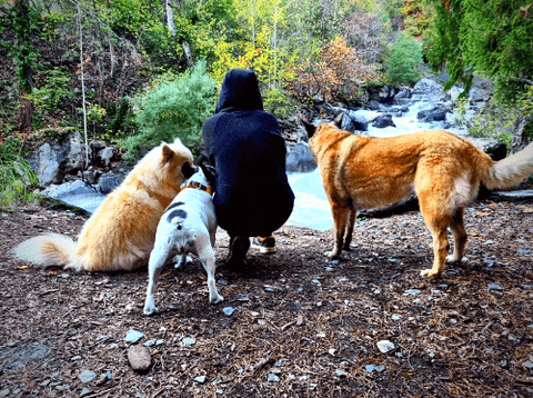 bouledogue Français. Finnois de Laponie. Malinois. Femme au bord d'une rivière avec ses chiens