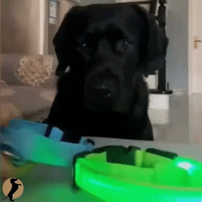 GIF - collier lumineux pour chien