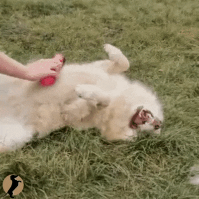 GIF - chien heureux. toilettage canin