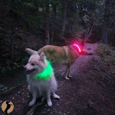 collier lumineux pour chien. recharge USB. lumière LED
