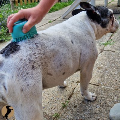 bouledogue Français. âge chiens. puppy