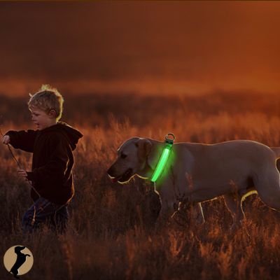 enfant qui joue avec grand chien. labradore