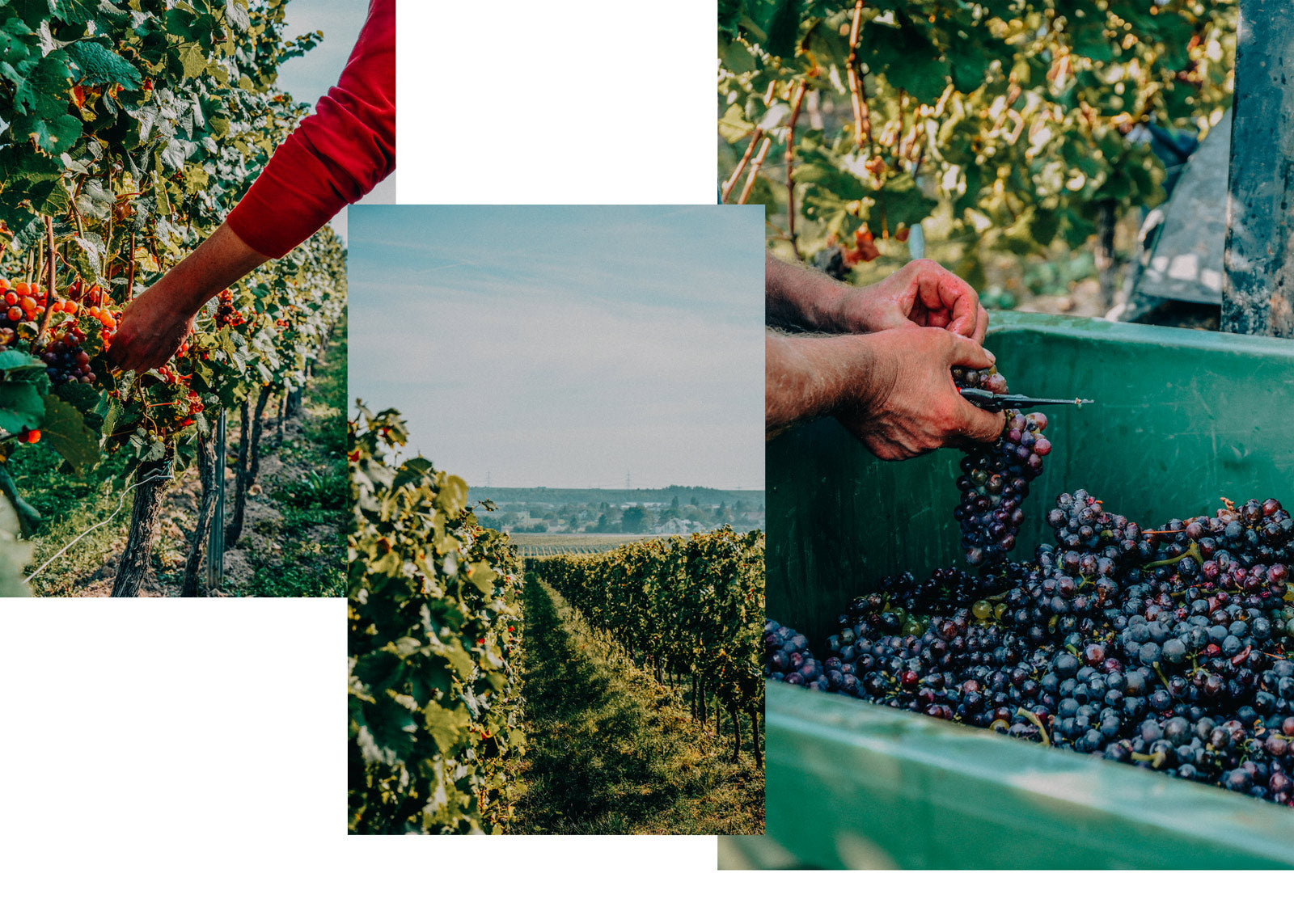 Weingut-Mario-Zelt_Die-Kunst-der-WEinherstellung_ein-Blick-auf-den-Prozess-hinter-gutem-Rotwein_selektive-Handlese_Grundstein veganer Wein