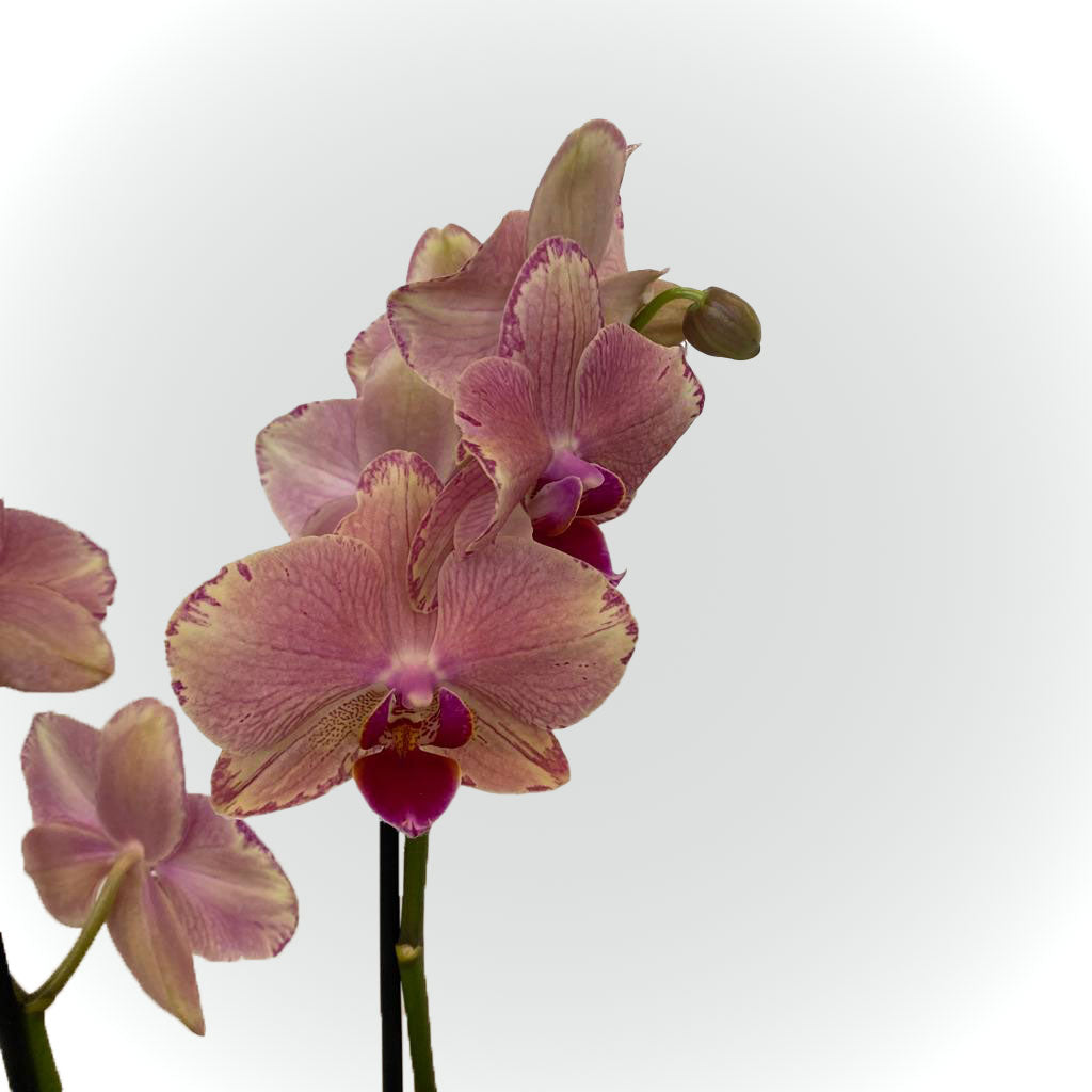 Orchidée blanche, rose ou jaune avec cache pot – Maison de Rose