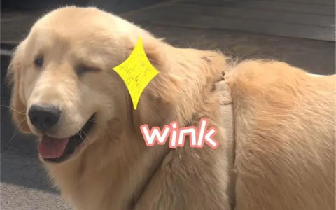 winking dog